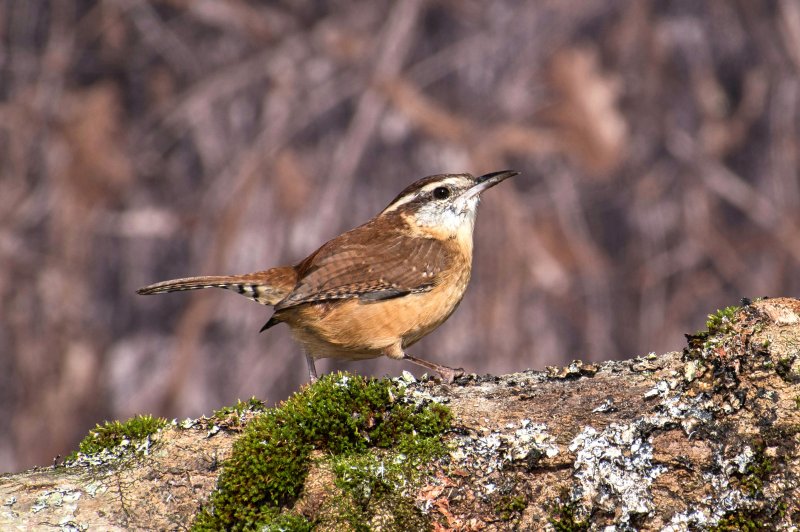 Carolina Wren.jpg