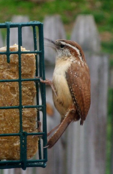 Carolina Wren.jpg