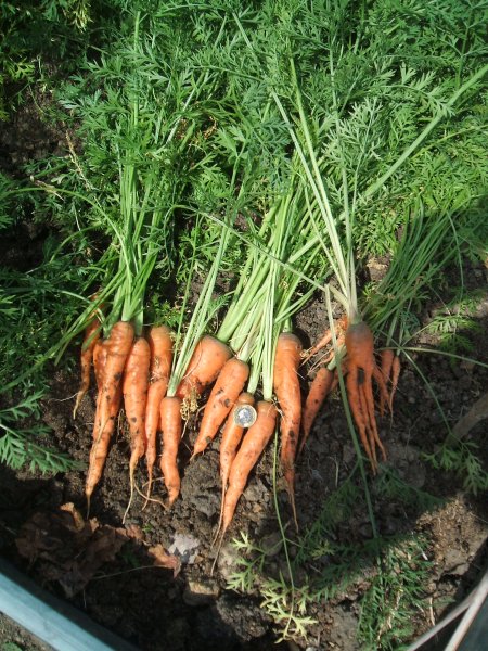 carrots24718.JPG