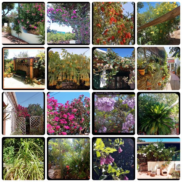 Casasee Garden Collage.jpg