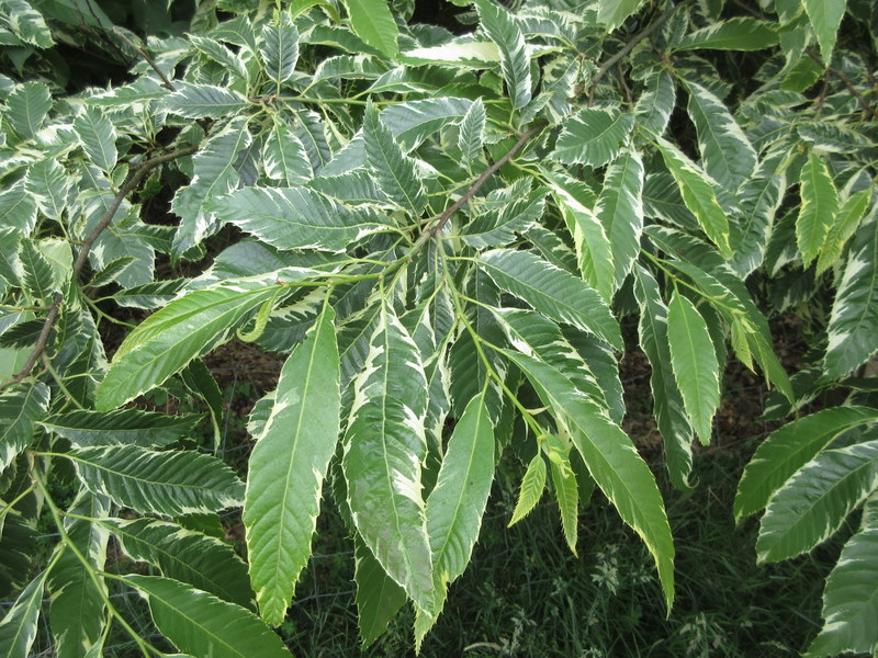 CASTANEA  SATIVA  VARIEGATA 13-07-2022 13-59-47.JPG