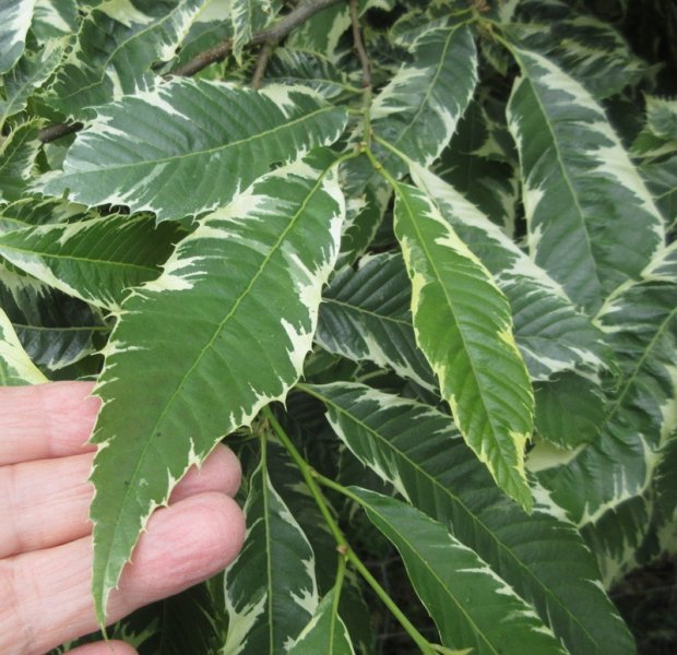 CASTANEA  SATIVA  VARIEGATA 13-07-2022 14-00-15.JPG