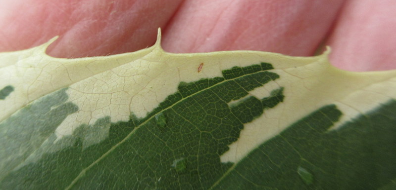 CASTANEA  SATIVA  VARIEGATA 13-07-2022 14-01-22.JPG