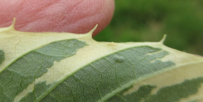 CASTANEA  SATIVA  VARIEGATA 13-07-2022 14-01-46.JPG