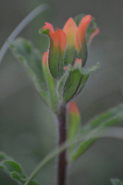 castillejaLatifoliaSm.jpg