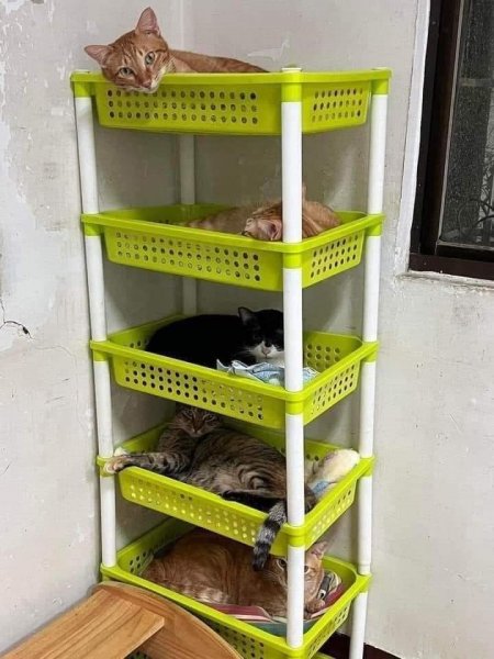 Cat ApArtment.jpg