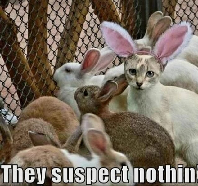 Cat Bunny.jpg