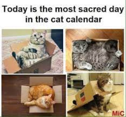 Cat calendar.jpg