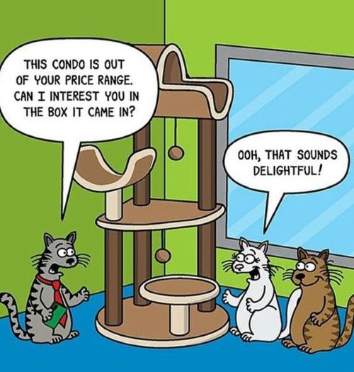 Cat Condo.jpg