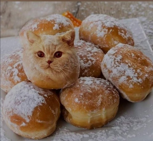 Cat Donut.jpg