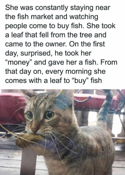 Cat Fish.jpg