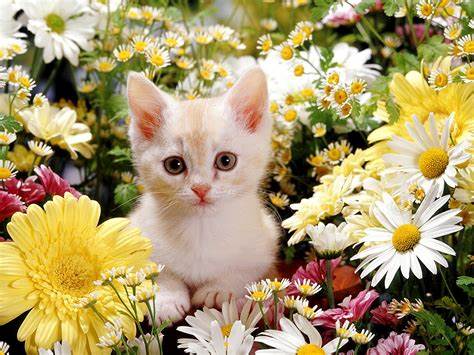 Cat Flowers1.jpeg