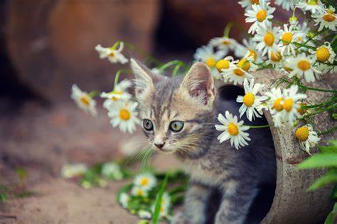 Cat Flowers5.jpeg