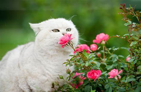 Cat Flowers6.jpeg