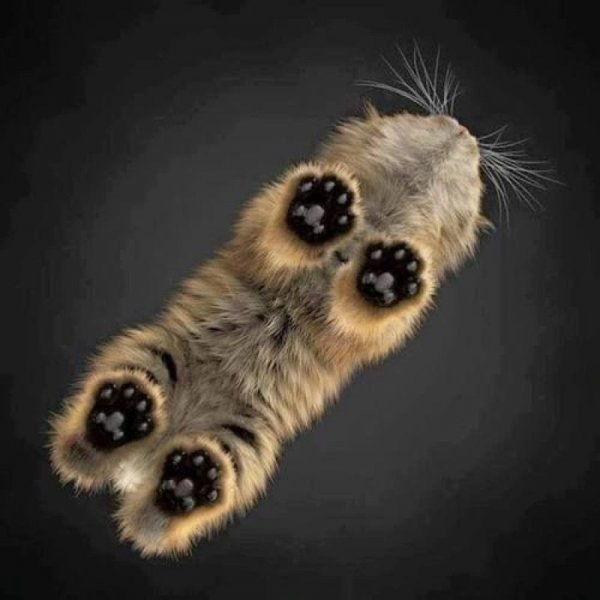 Cat from below.jpg