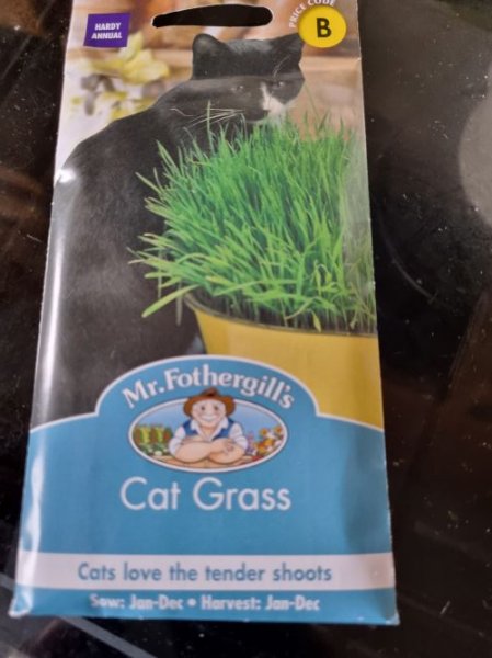 Cat Grass.jpg