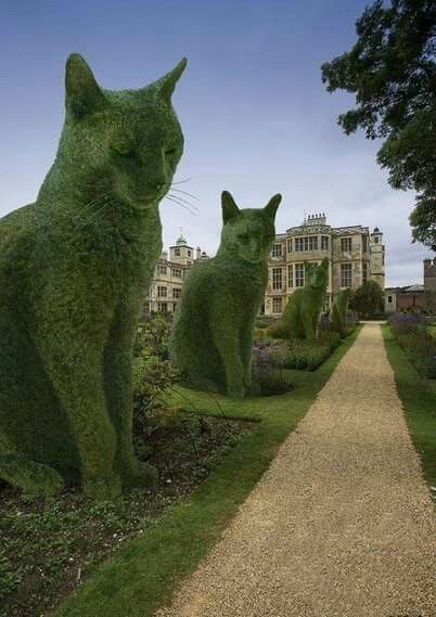 Cat Hedge x 3.jpg