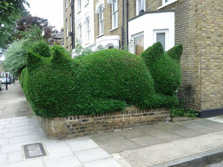 Cat Hedge2.jpg