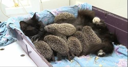 Cat Hedgehogs.jpeg