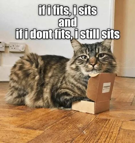 Cat in box ....jpg