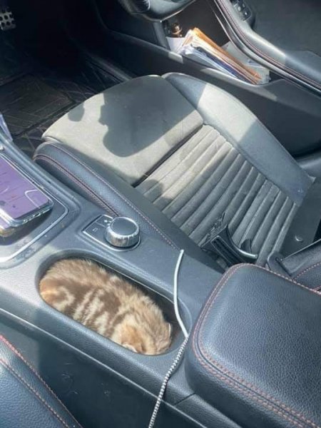 Cat in car console.jpg