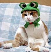 Cat in Frog Hat.jpeg