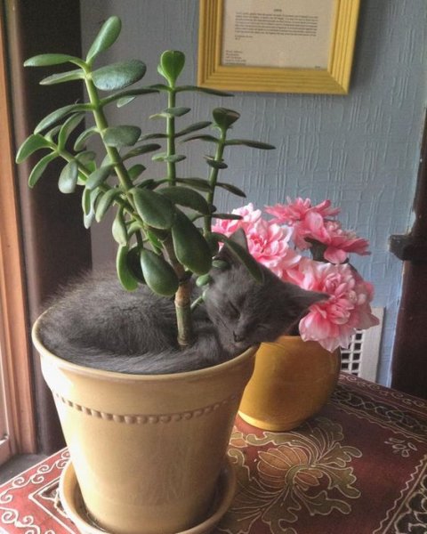 Cat in Pot.jpg