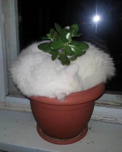 Cat in Pot.jpg