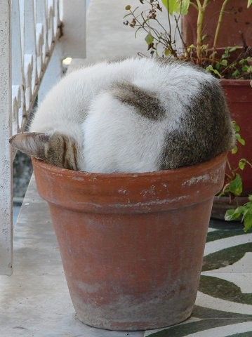 Cat in Pot.jpg