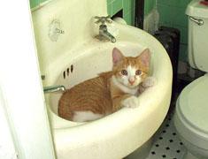 cat in sink.jpg