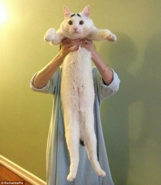 cat.jpg