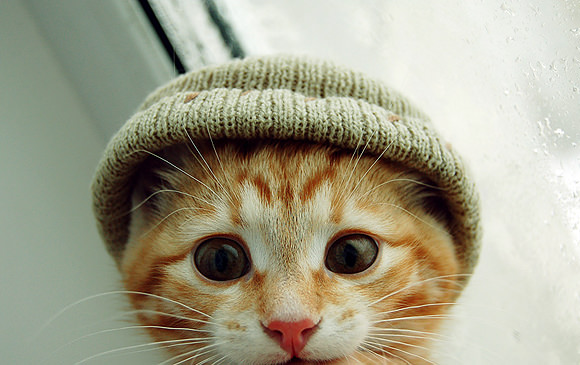 Cat Knitted Hat.jpg