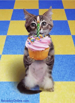 Cat offering Cupcake.gif