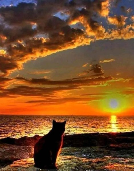 Cat on Beach.jpg