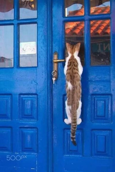 Cat on Door.jpg