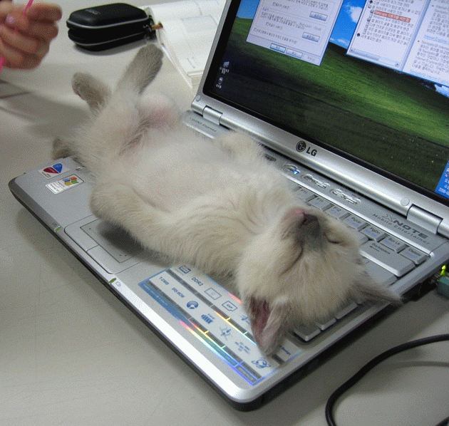 Cat on Keyboard.gif