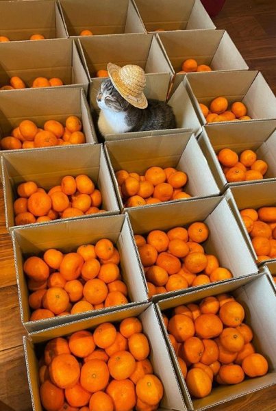 Cat Oranges.jpg