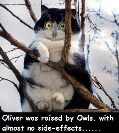 Cat Owl.jpg