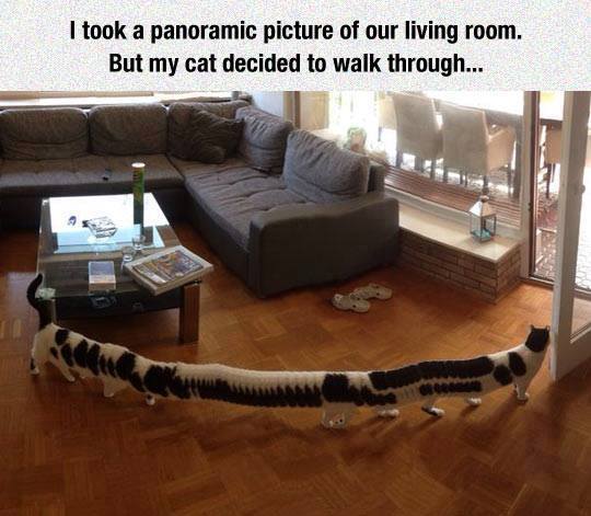 Cat panoramic.jpg