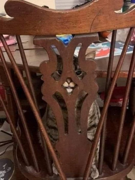 Cat Peeking through Chair.jpg