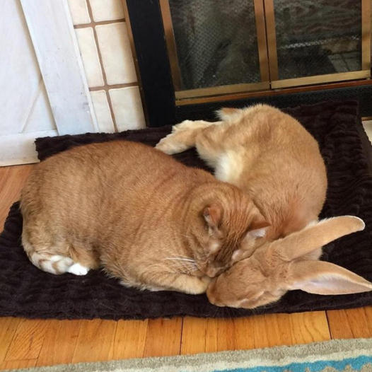 Cat & Rabbit.jpg