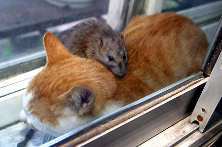 Cat & Rat4.jpg