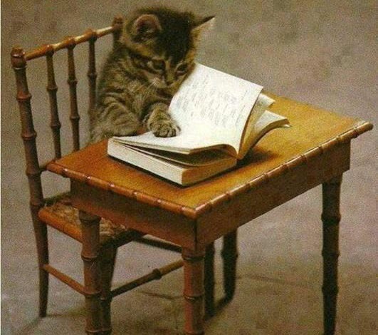 Cat reading.jpg