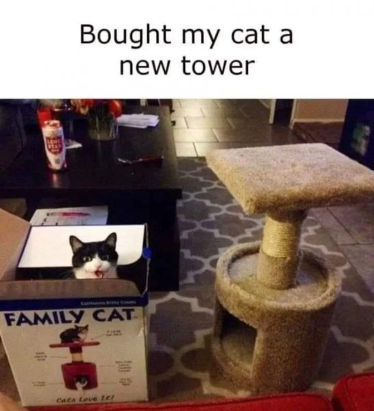 Cat Tower.jpg