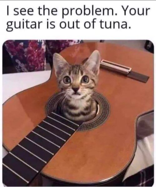 Cat Tuna.jpg