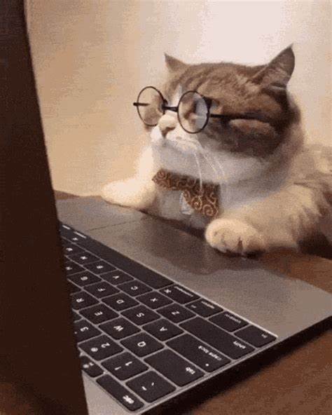 Cat with Glasses on Computer.jpeg