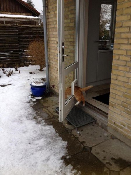 Catflap.jpg