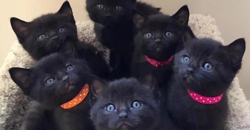 Cats 6 Black.jpeg