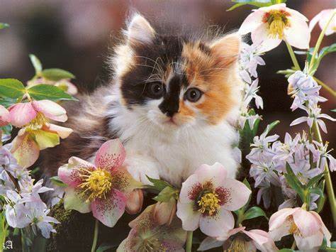 Cats and flowers2.jpeg