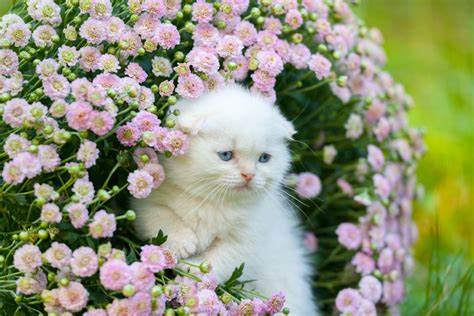 Cats and flowers7.jpeg